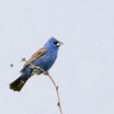 Blue Grosbeak
